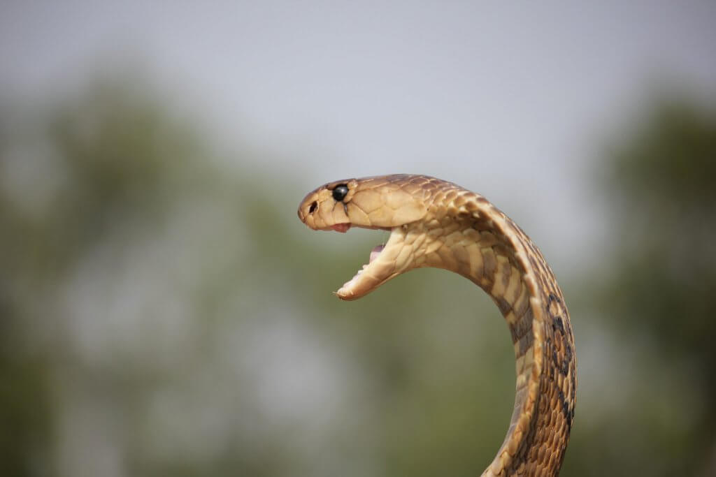 I’ve always been fascinated by the Cobra Effect. As a marketeer who works with clients to change perceptions around brands or products, understandin